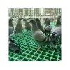 淮安養(yǎng)殖場格柵 優(yōu)質(zhì)的養(yǎng)殖專用格柵公司