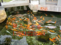 南京市單位園區錦鯉魚池水過濾循環