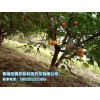 樹上干杏——專業供應樹上干杏